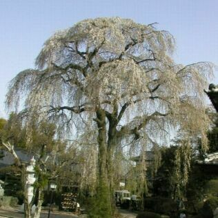 那珂町 阿弥陀寺の枝垂れ桜