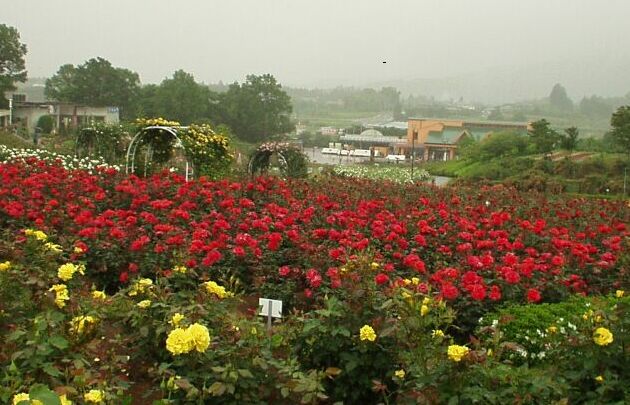 雨中の薔薇