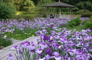 西山荘の花菖蒲