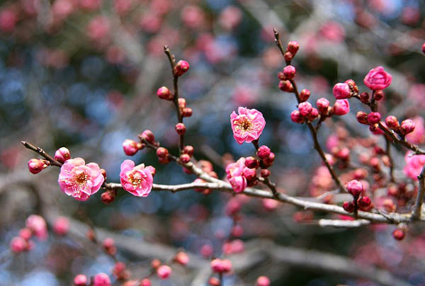 茨城県植物園の紅梅