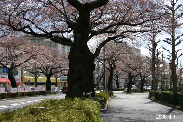 日立市平和通りの桜