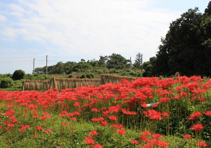 彼岸花の咲く風景