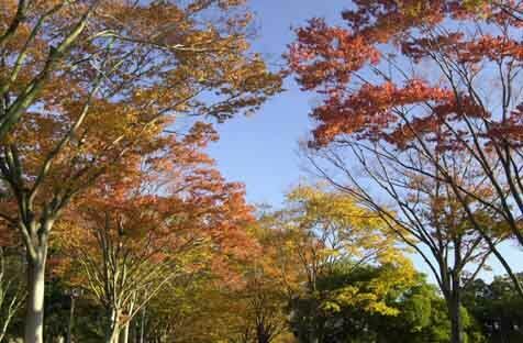 笠松運動公園の紅葉