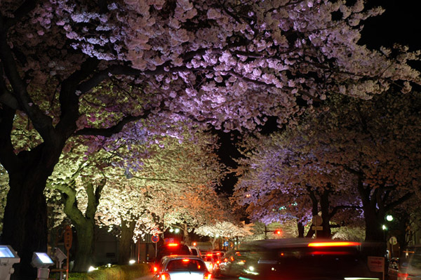平和通りの夜桜