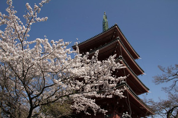 桜の法鷲院五重塔