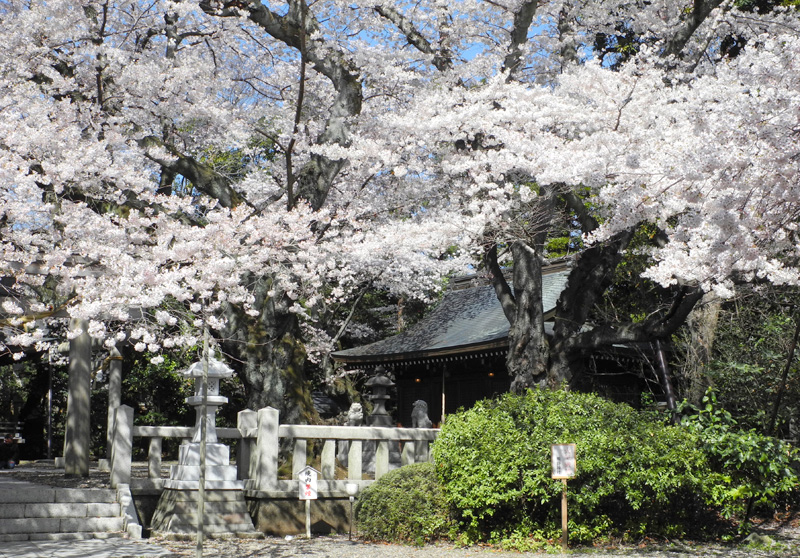 桜満開の熊野神社