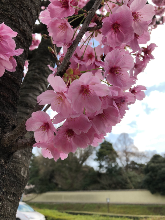 東京北の丸公園の今年の赤い桜 