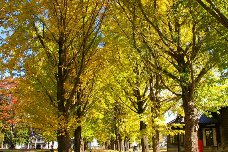 茨城県歴史館の銀杏並木の黄葉
